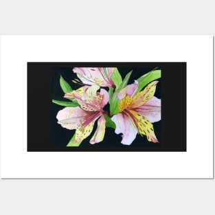 Pink and Yellow Alstroemeria Lilies watercolor painting Posters and Art